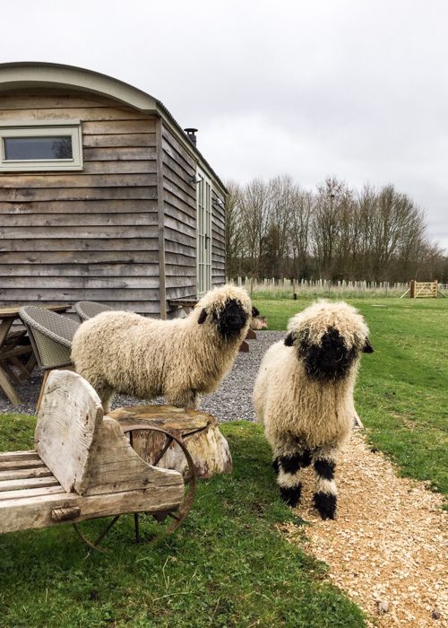 A Flock Of Sheep Blog Post By Helen Izzard