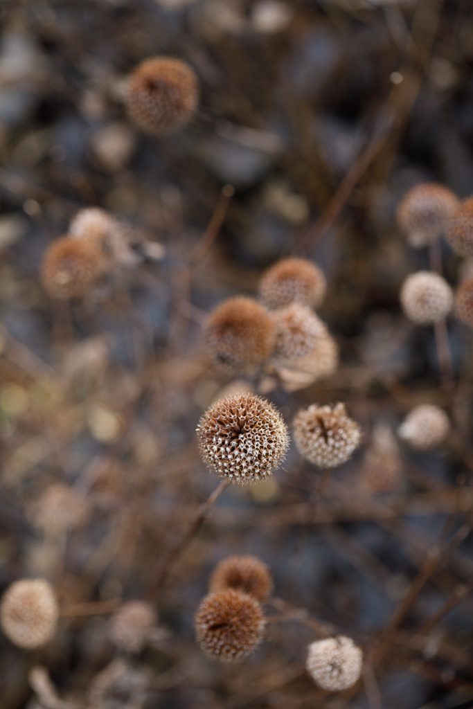Hauser Wirth Field