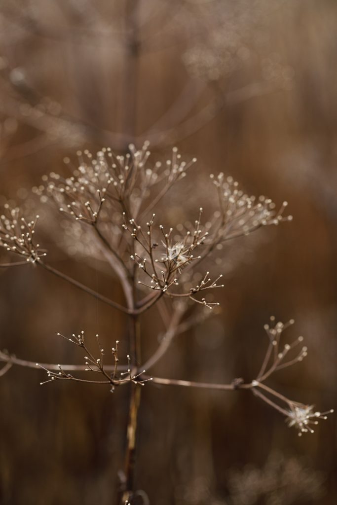 Hauser Wirth Field