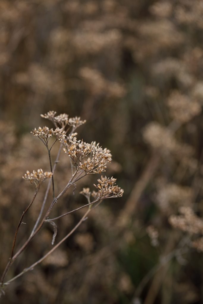 Hauser Wirth Field