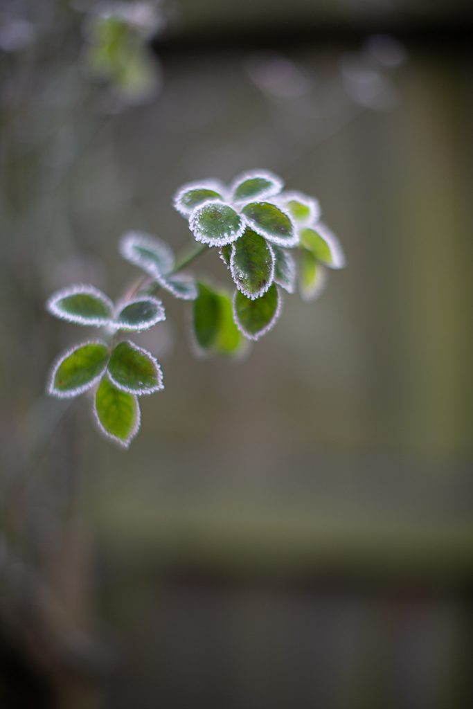 Frost